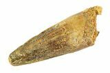 Fossil Spinosaurus Tooth - Real Dinosaur Tooth #353121-1